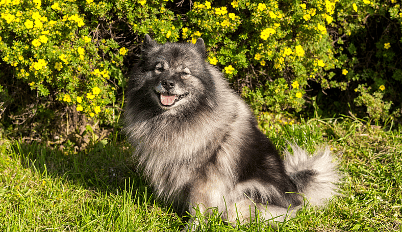 Keeshond Dog Breed